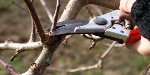 Orezivanje stabala šljive u jesen